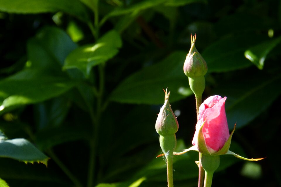 Bloom plant beautiful