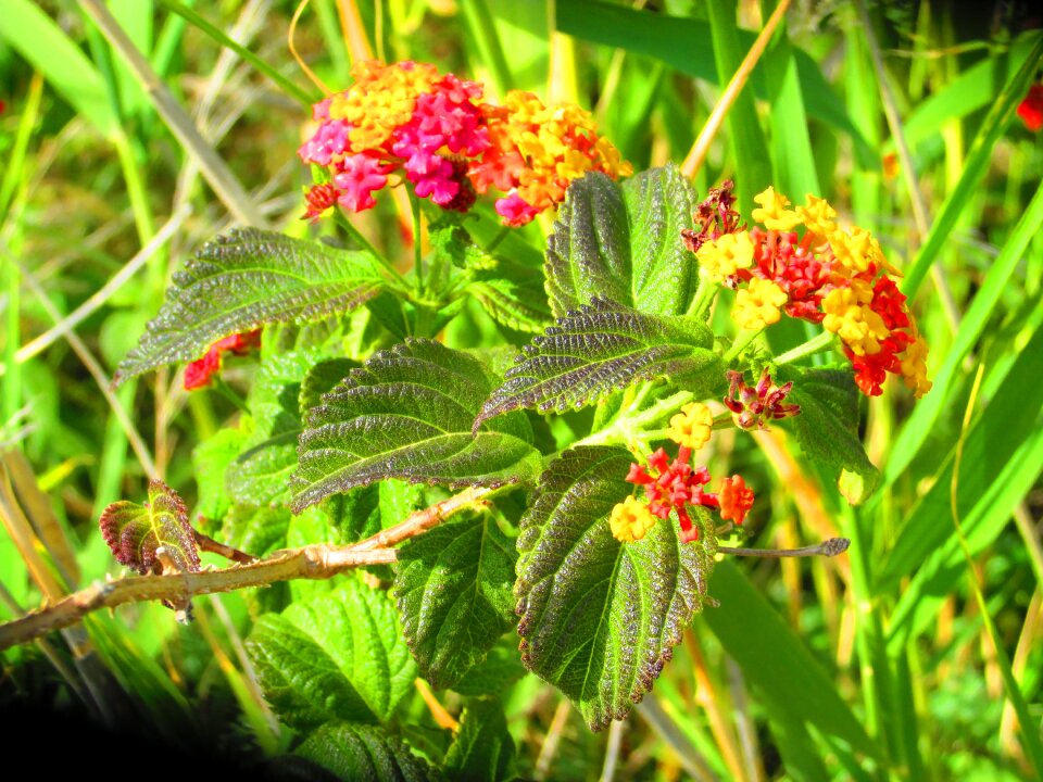 Flowers grasses nature