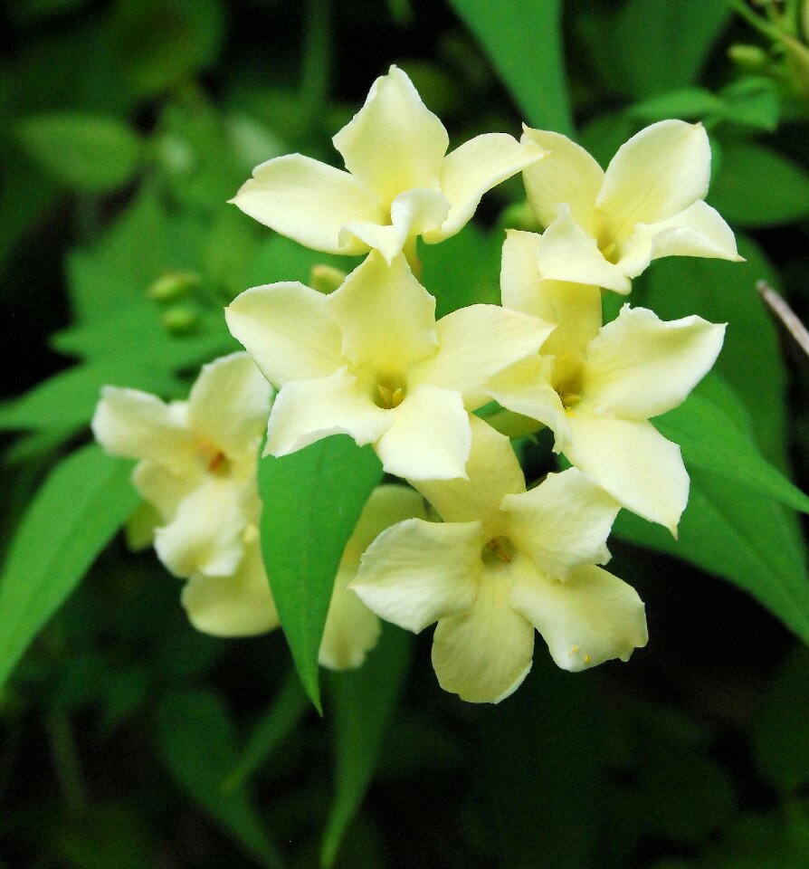 Yellow blossom garden