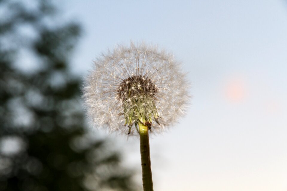 Flower plant dandelion