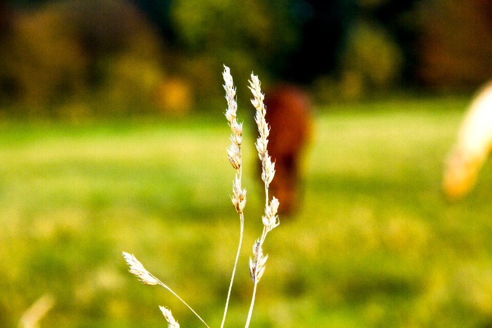 Green blur meadow grass