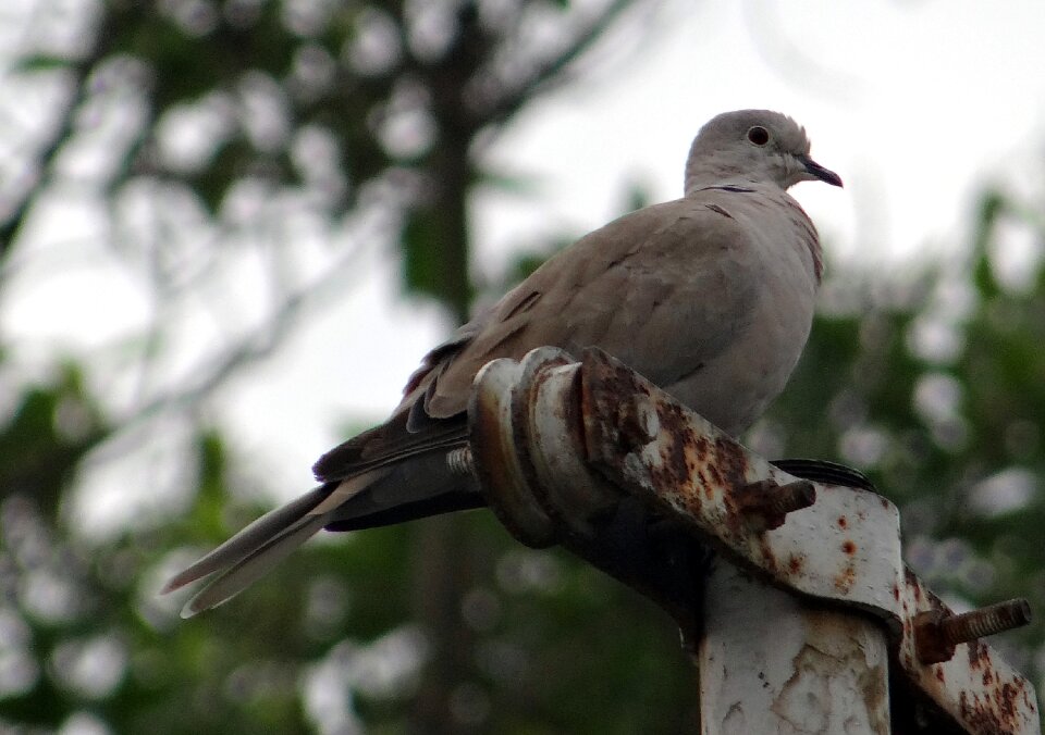 Ring dove dove bird
