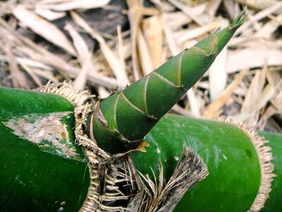 The tree bamboo green