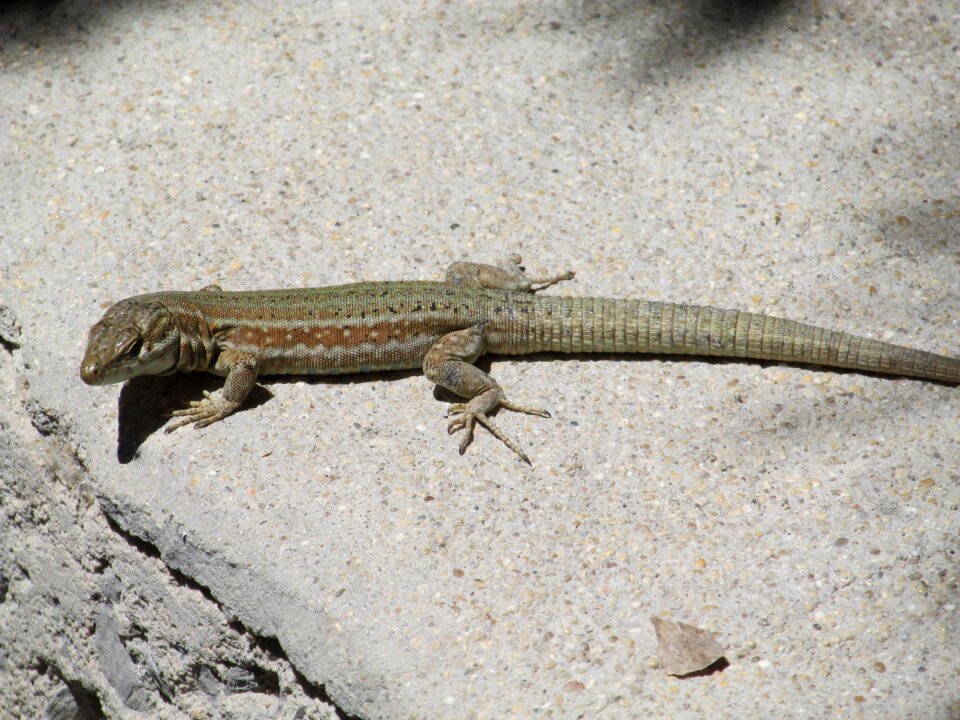 Lizard reptile animal