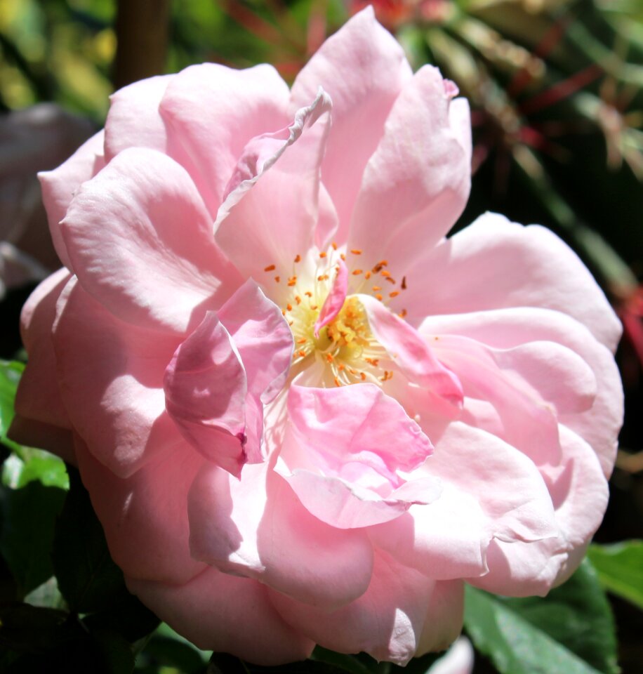 Bloom pink beauty photo