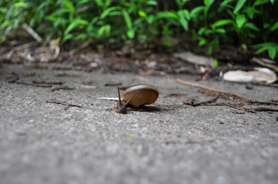 Snail animal forest