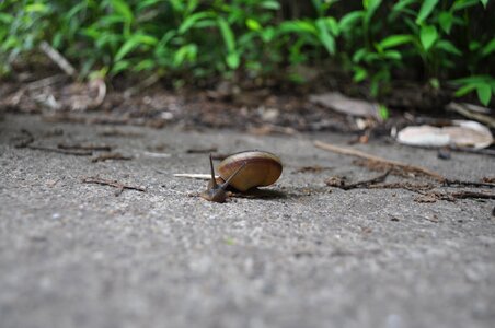 Snail animal forest