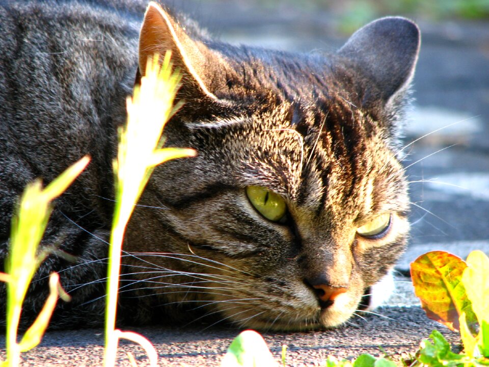 Animal portrait domestic cat cat's eyes