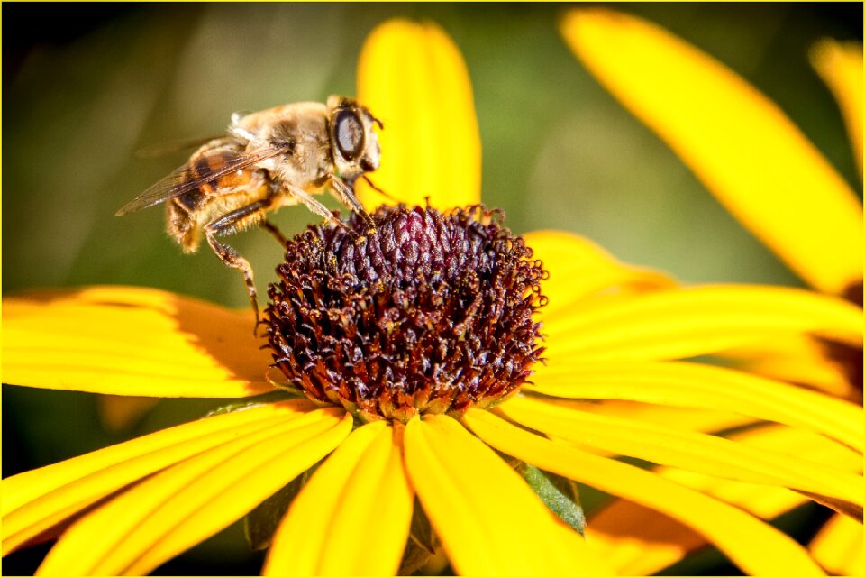 Color yellow insect