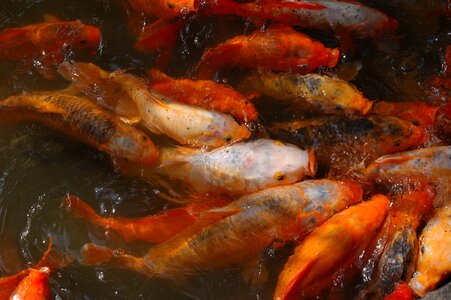 Fish tents orange