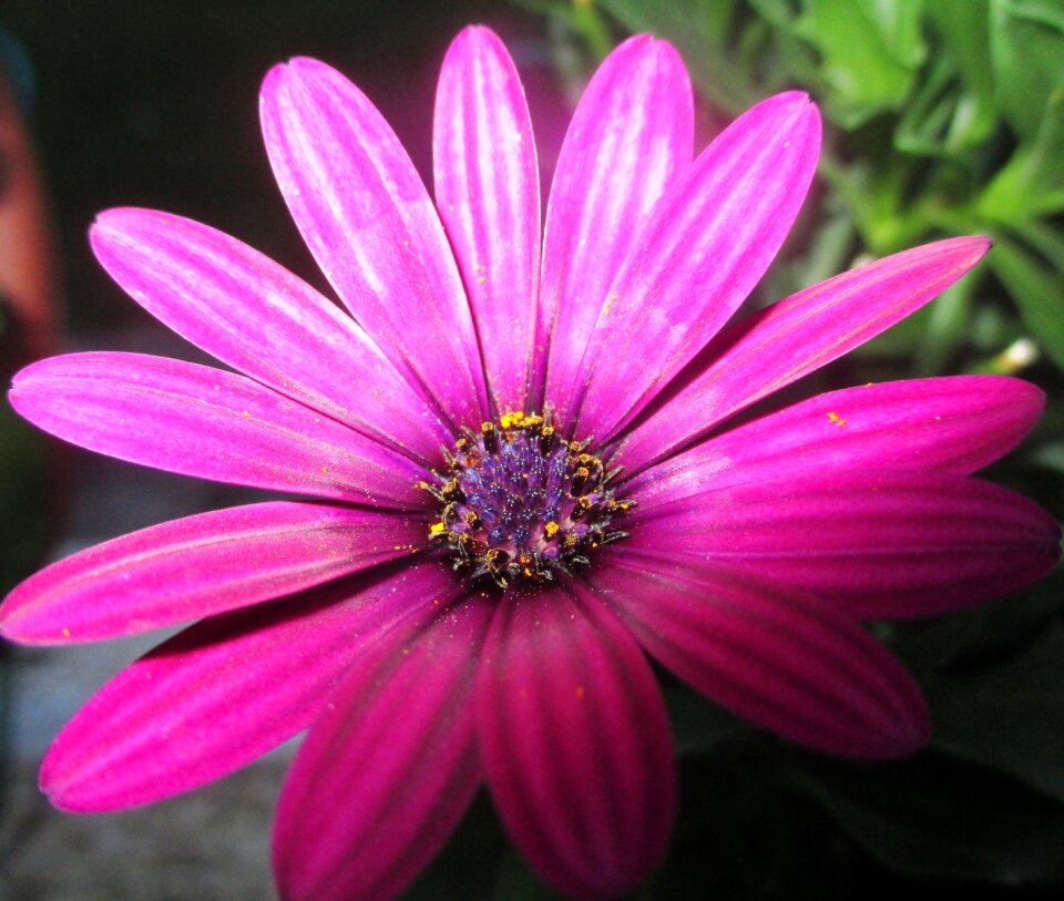 Violet close up summer