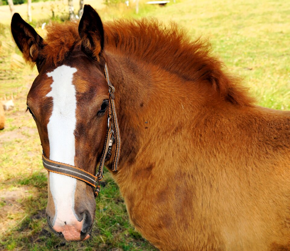 Brown curious pasture photo