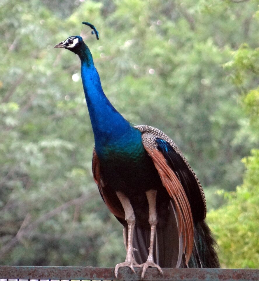 Ghaziabad bird india