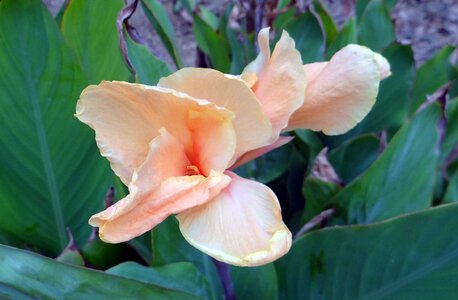 Flower peach plant