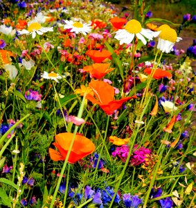 Colorful summer bright