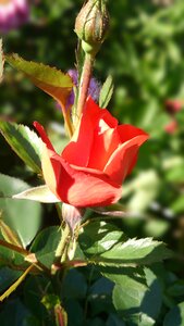 Rose bloom plant bloom