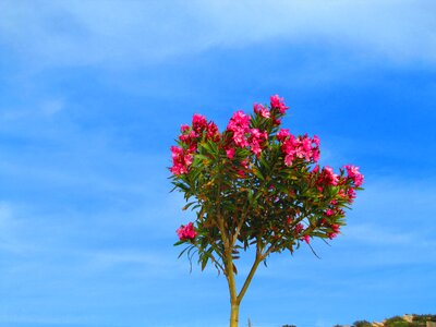 Flowers pink blue sky