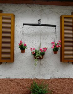 Flowers horizontal harness for horses photo