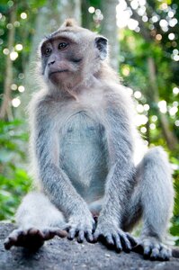 Forest the little monkey trunk