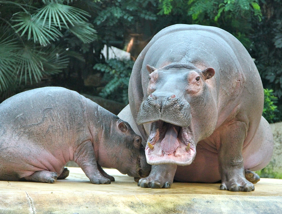 Zoo animals hippos