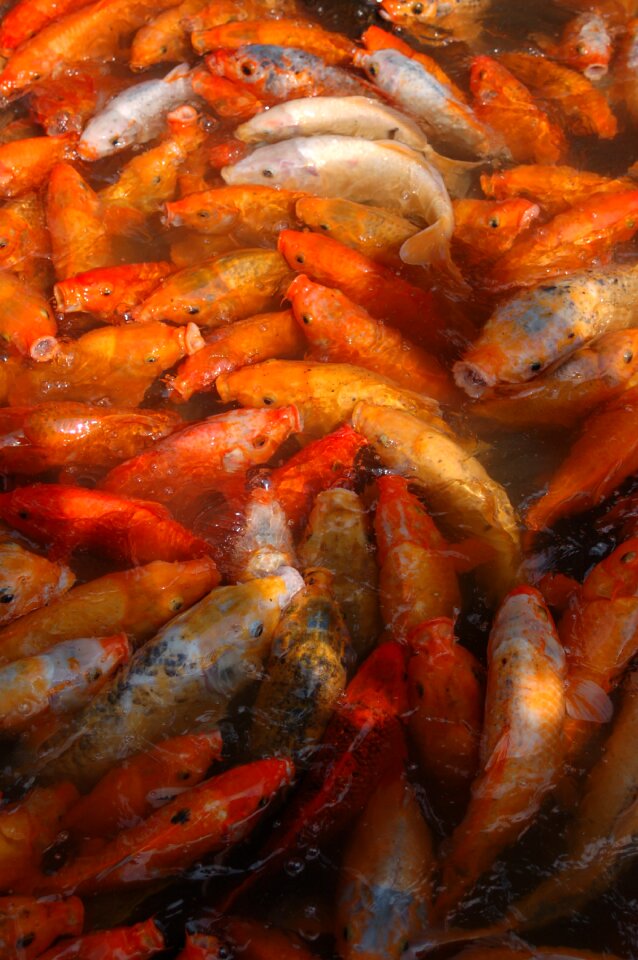 Fish orange carp