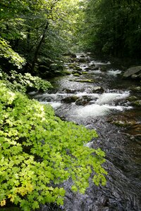 Water green creek