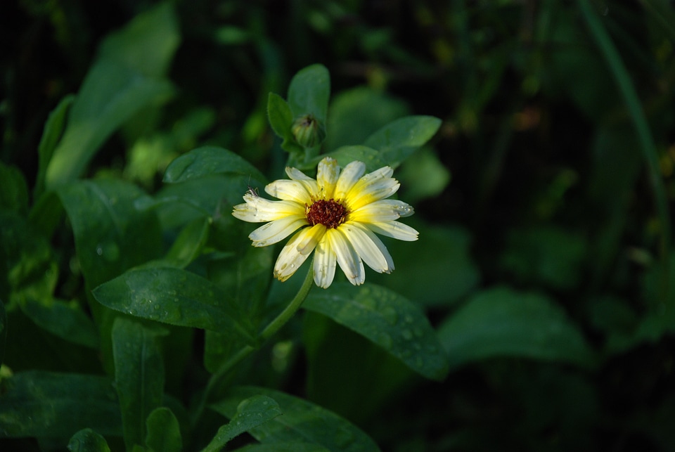 Anemones leaf nature
