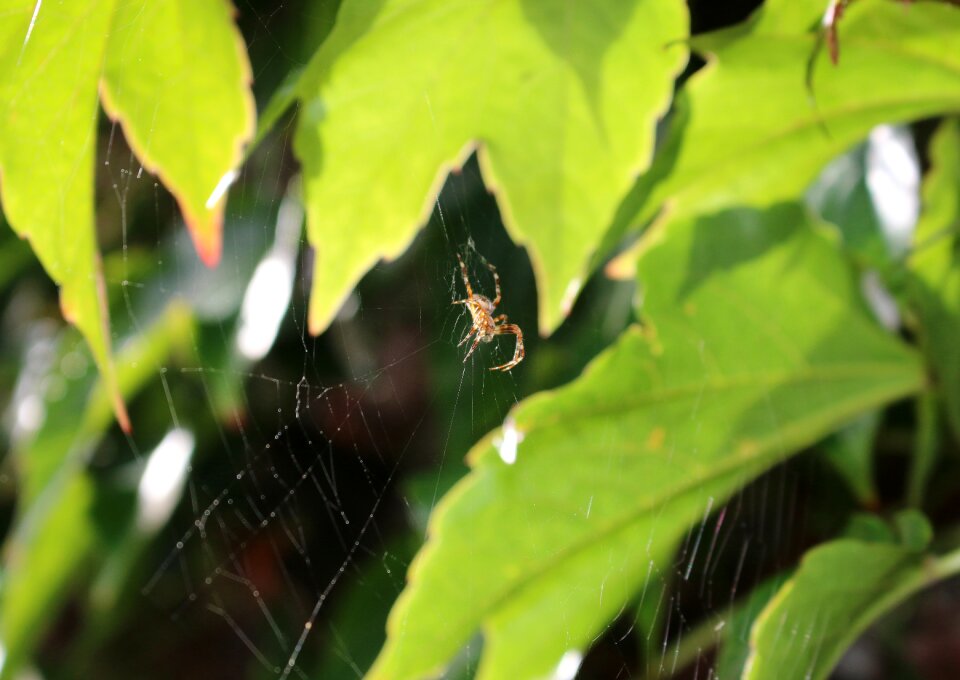 Vine leaves web insect