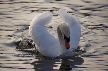 Swan water wave photo