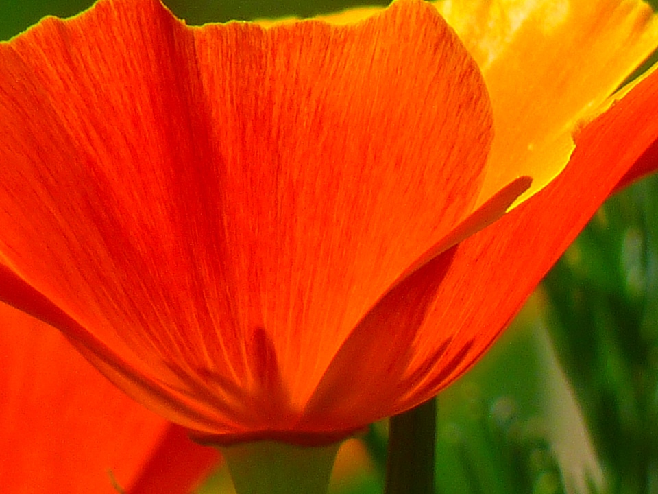 Mohngewaechs papaveraceae poppy