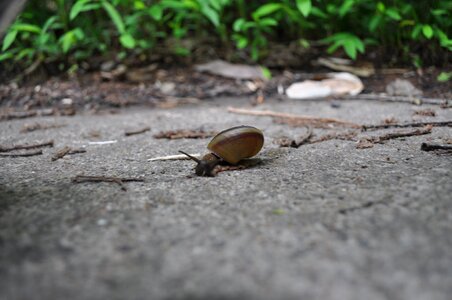 Snail animal forest