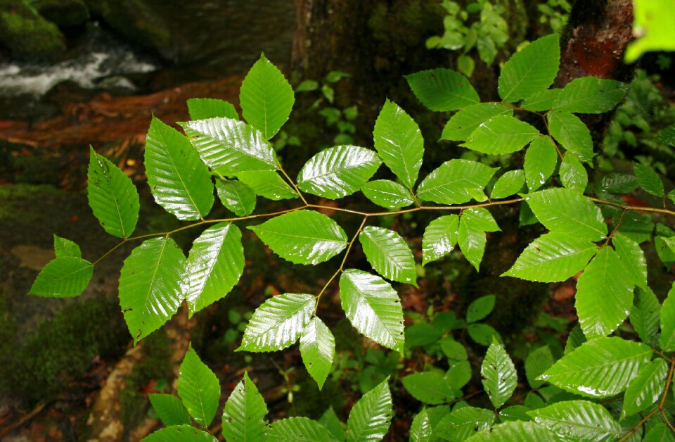 Rain pretty nature