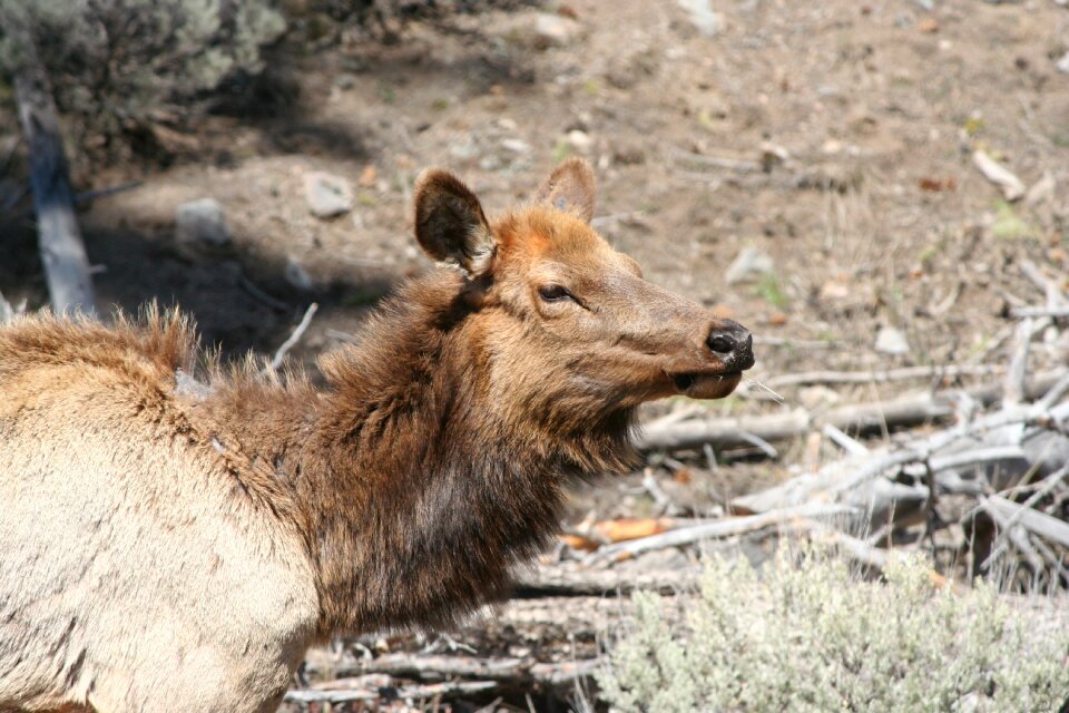 Yellowstone mammal