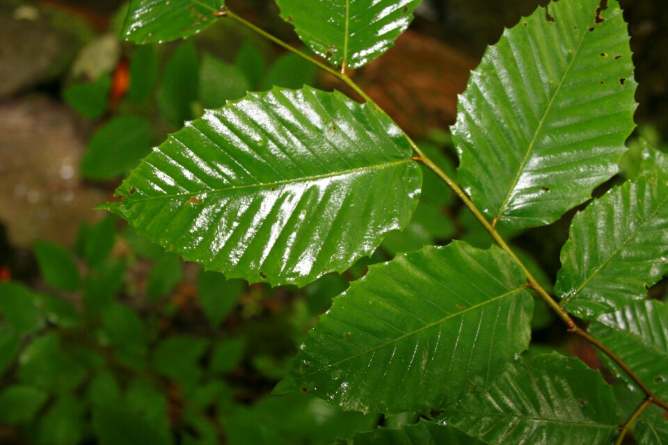 Green pretty nature