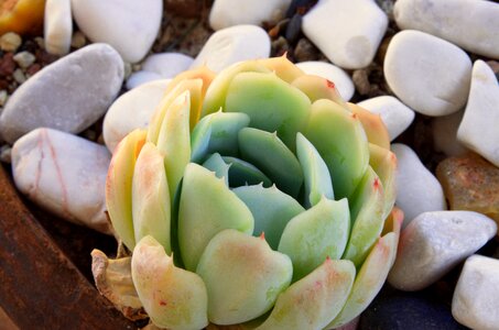 Cactus nature zen