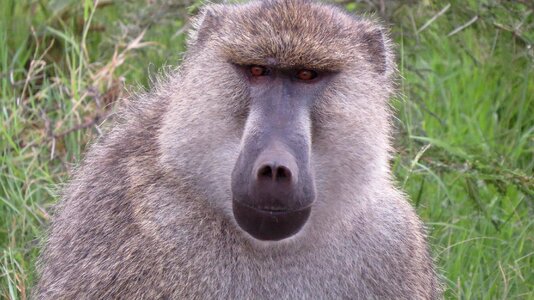 Kenya africa