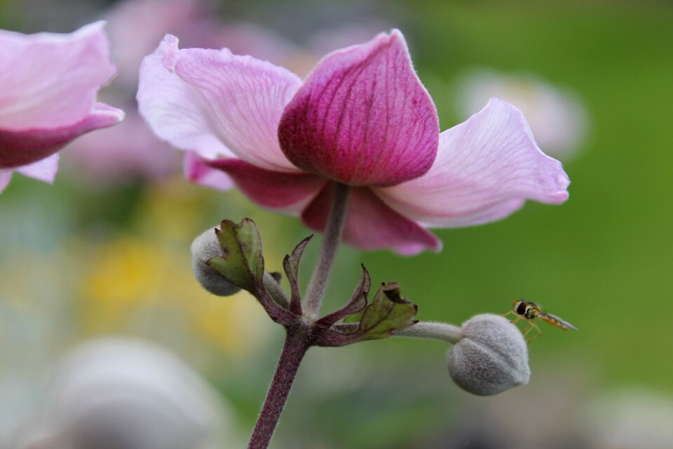 Nature insect macro blossom