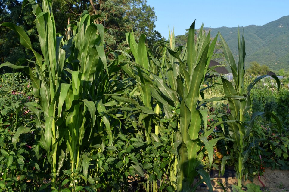 Mountain greenery crop