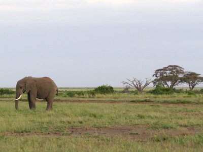 Ivory mammal wildlife photo