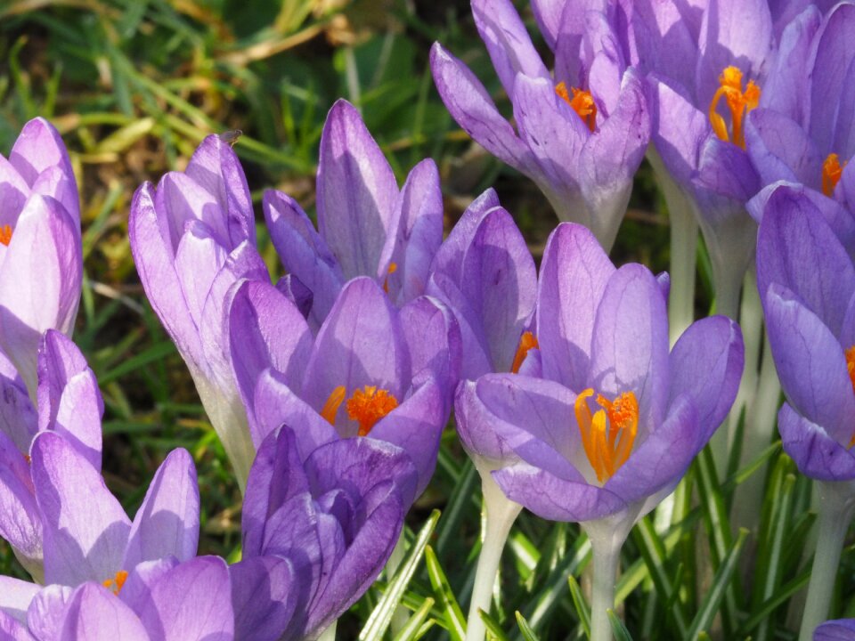 Flowers crocus Free photos
