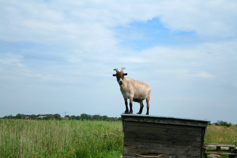 Billy goat curious pasture