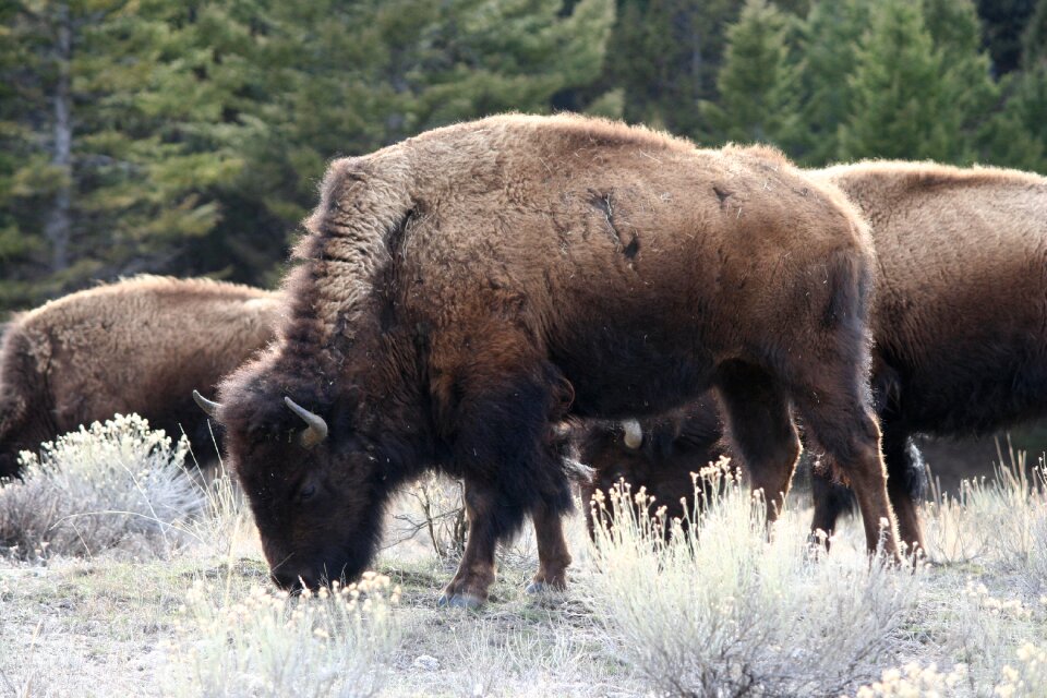 Animal mammal