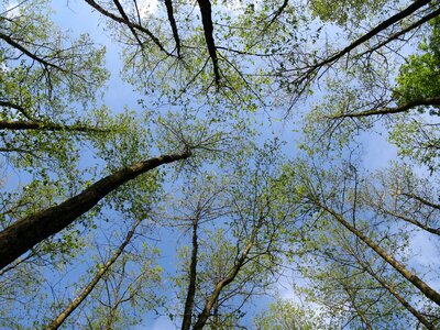Forest trees canopy photo