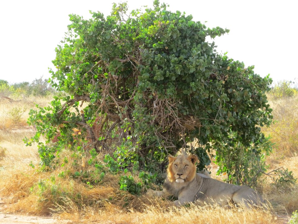 Wildlife animal wild