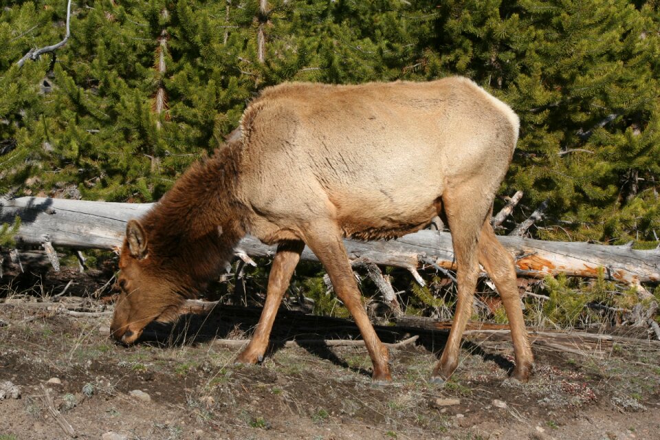 Mammal yellowstone