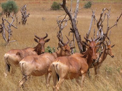 Safari wildlife mammal photo