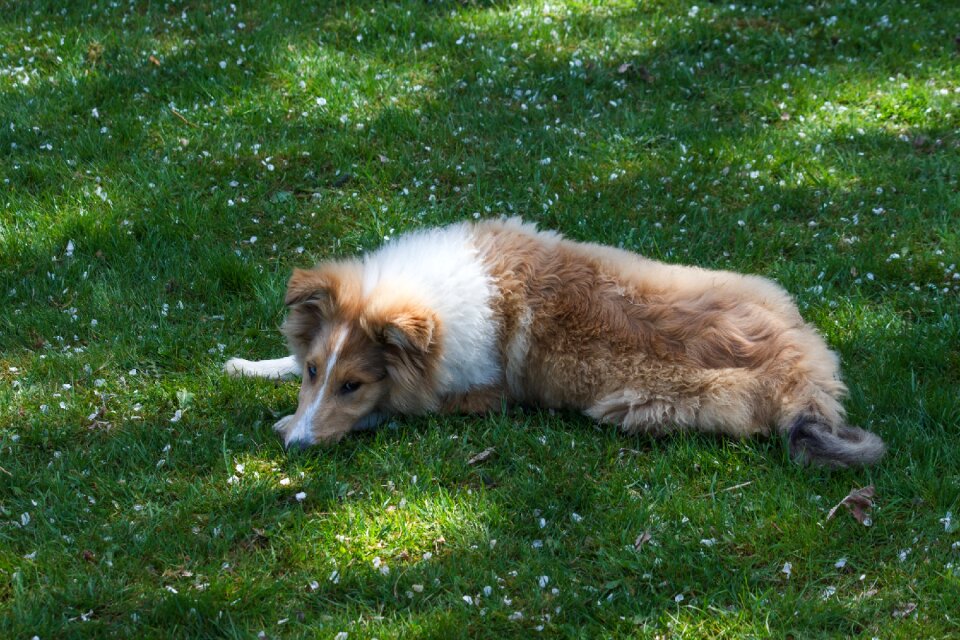 Meadow rest tired