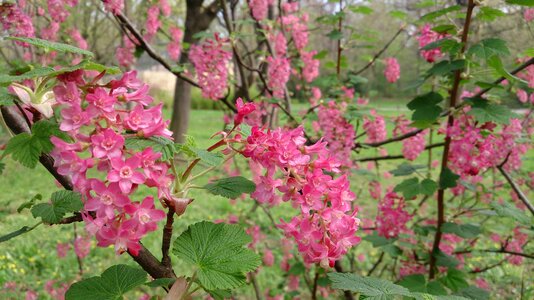 Red ribes sanguineum currants