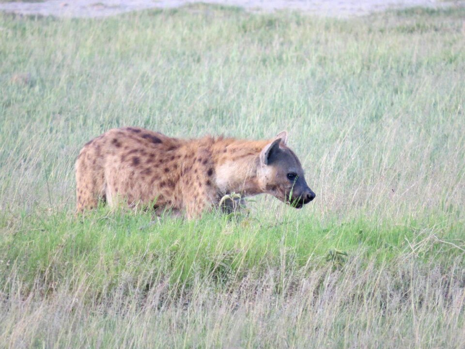 Animal nature safari