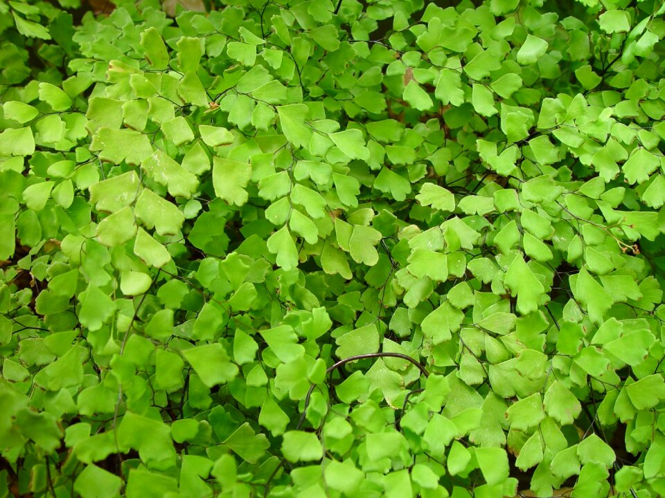 Leaves leaf landscapes